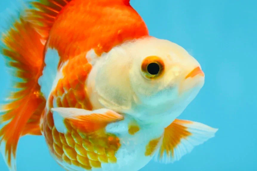 3rd Runner Up SHOW GRADE Red White Ryukin Male 3.5-4 inches #053025RK_9999