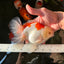 AAA Grade Giant Generation Orange White Oranda Male 6-6.5 inches #102524OR_06