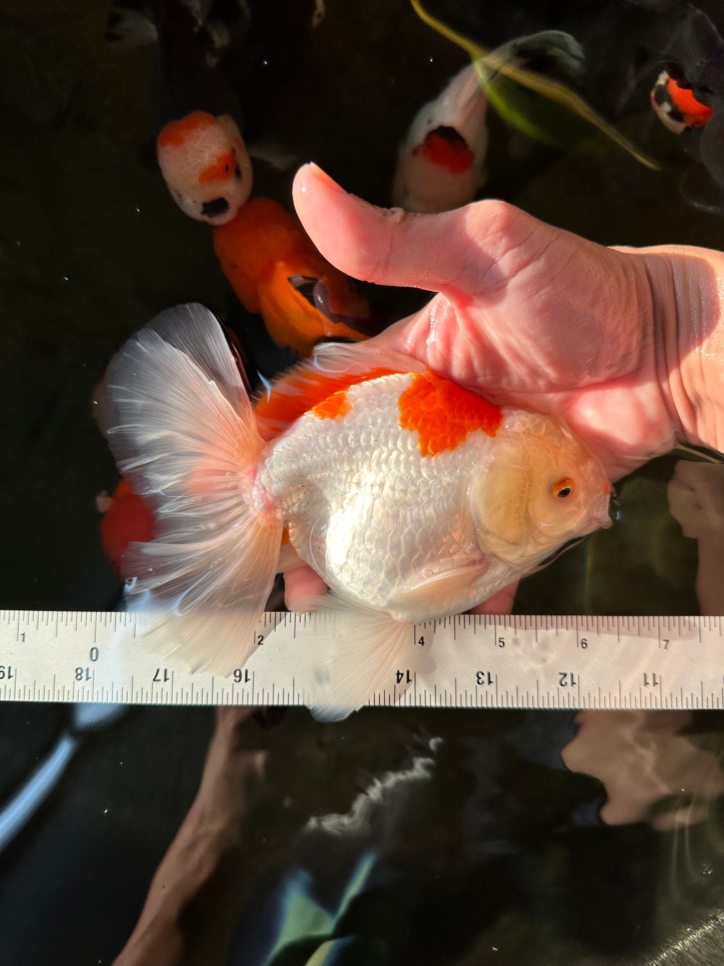 AAA Grade Giant Generation Orange White Oranda Male 6-6.5 inches #102524OR_06