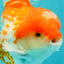 A Grade Polkadot Red White Oranda Male 5.5 inches #100926OR_13