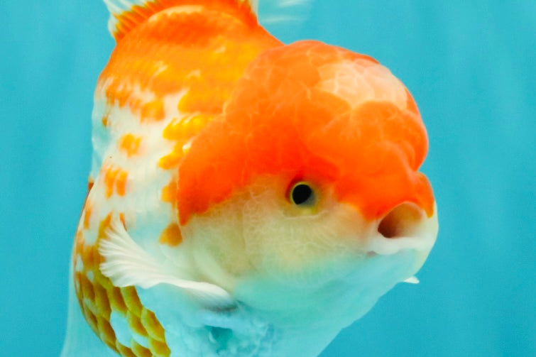 A Grade Polkadot Red White Oranda Male 5.5 inches #100926OR_13