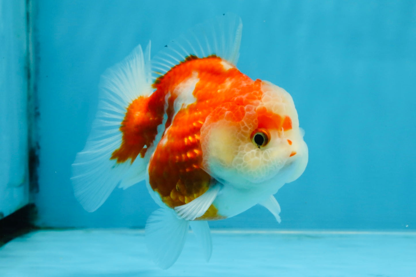 A Grade Sakura Yuanbao Female 4 inches #103125YB_06