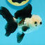 Panda Oranda Female 4.5 inches #112924OR_14