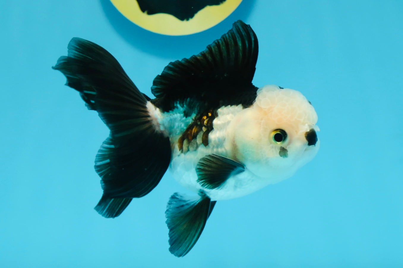 Panda Oranda Female 4.5 inches #112924OR_14