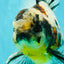 AAA Grade Calico Oranda Male 6 inches #070626OR_11