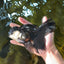 A Grade Fluffy Tail Panda Oranda Male 6 inches #011725OR_02