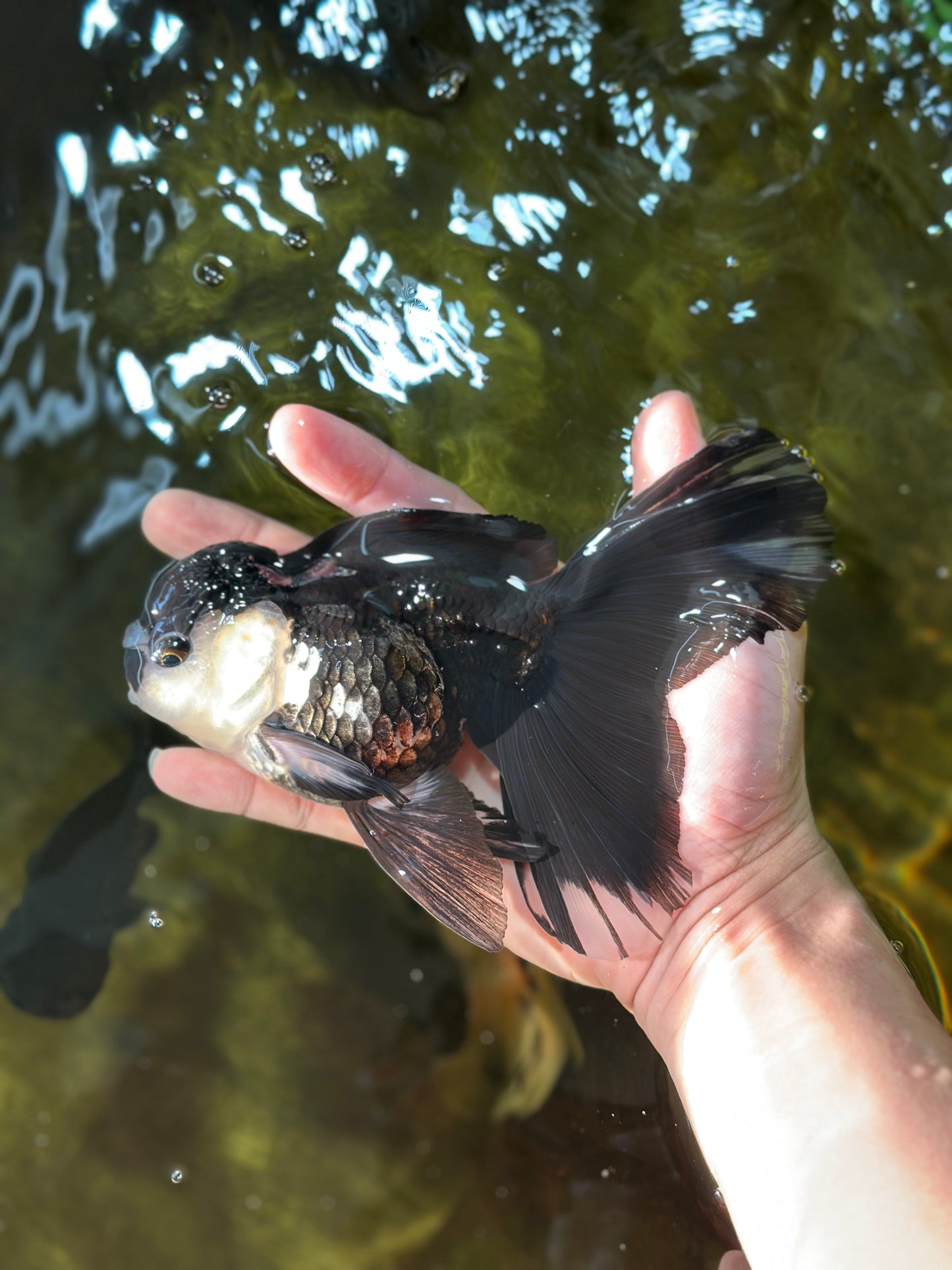 A Grade Fluffy Tail Panda Oranda Male 6 inches #011725OR_02