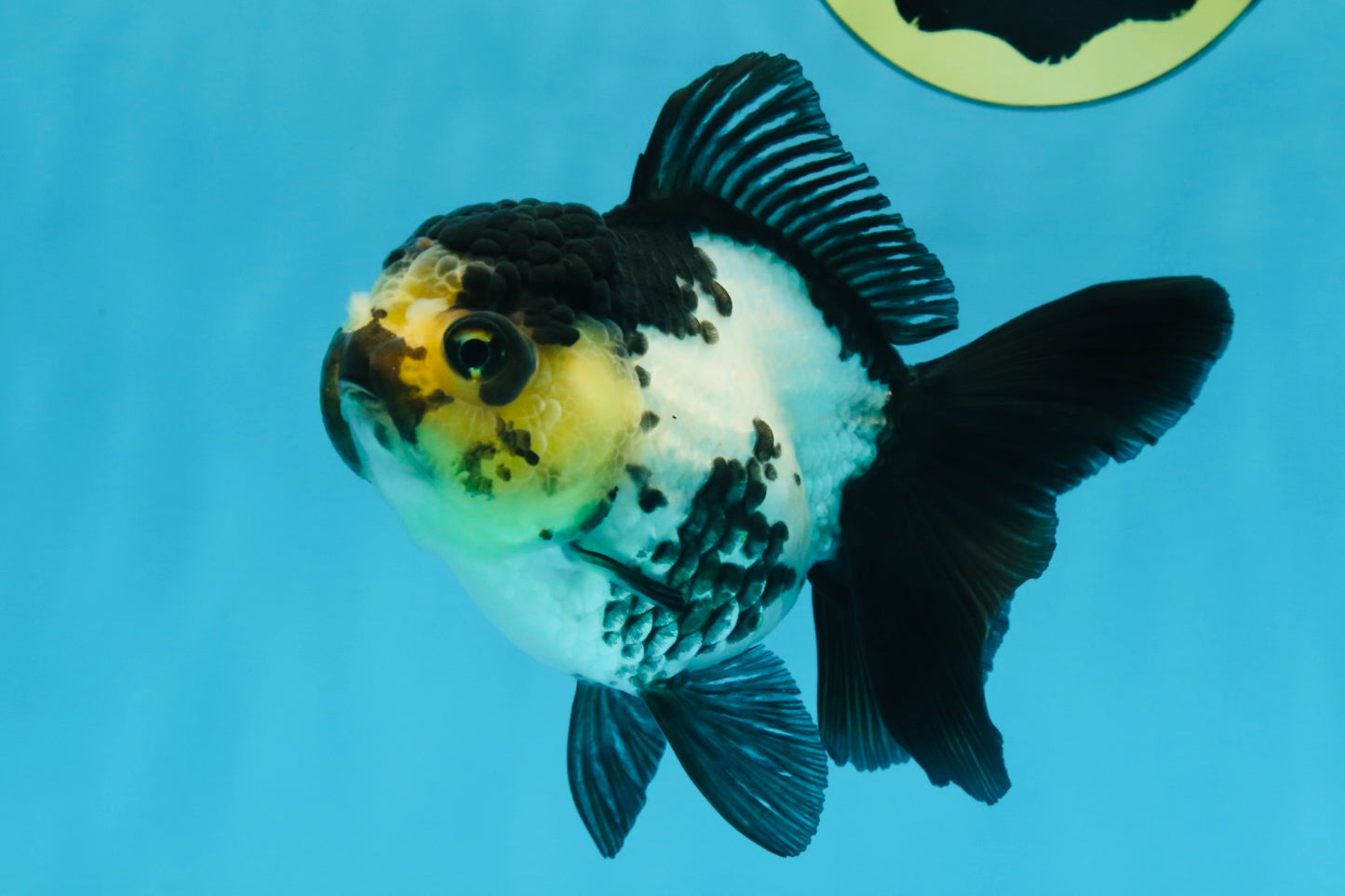 Panda Oranda Female 4.5-5 inches #071125OR_08
