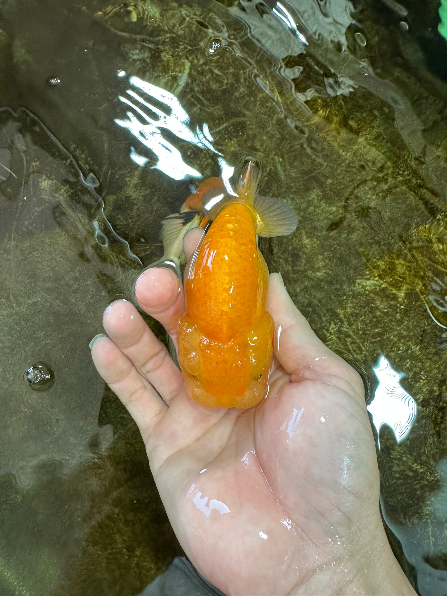 Cheese LionChu Female 4 inches #070425LC_14