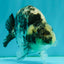 A Grade Tiger Ranchu Male 5.5 inches #080726RC_31