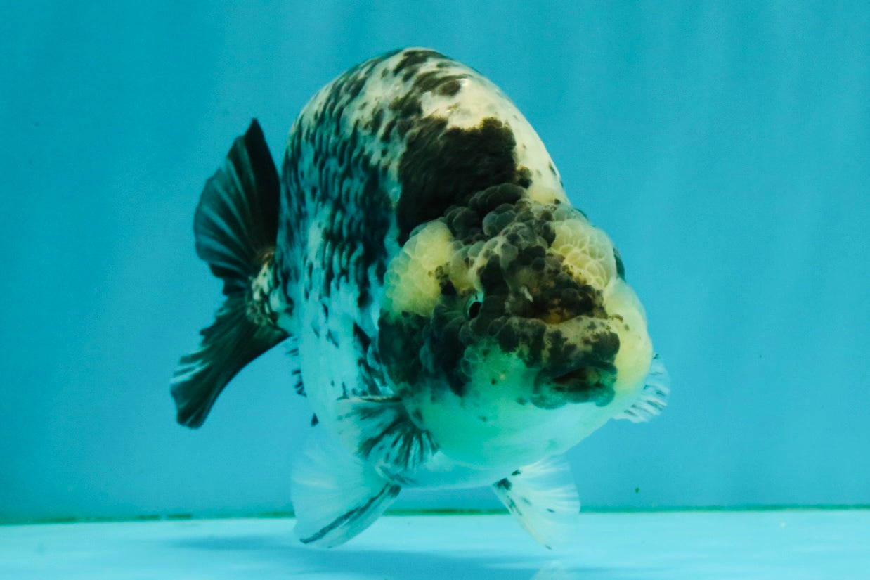 A Grade Tiger Ranchu Male 5.5 inches #080726RC_31