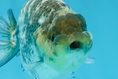 AAA Grade White Tiger LionQueen 5-5.5 inches #101025LC_17