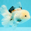 White Oranda Female 6-6.5 inches #032026OR_05