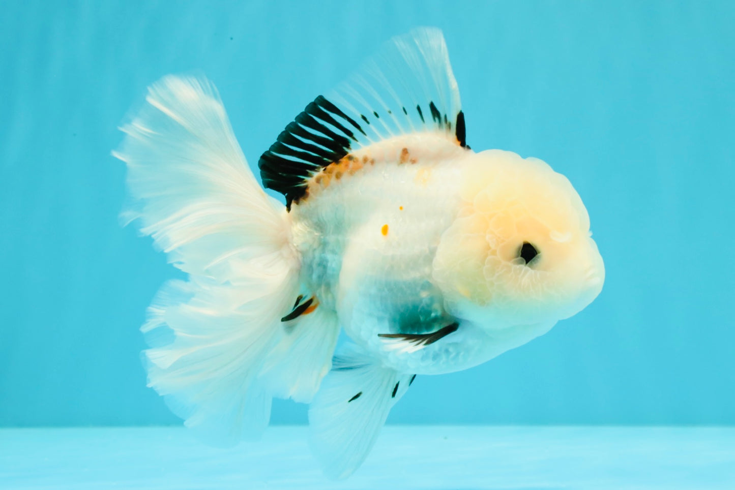 White Oranda Female 6-6.5 inches #032026OR_05