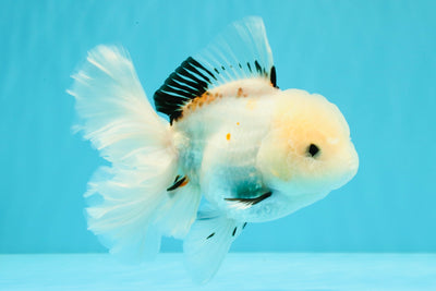 White Oranda Female 6-6.5 inches #032026OR_05