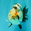 A Grade Tricolor Tiger Ranchu Female 4 inches #061926RC_11