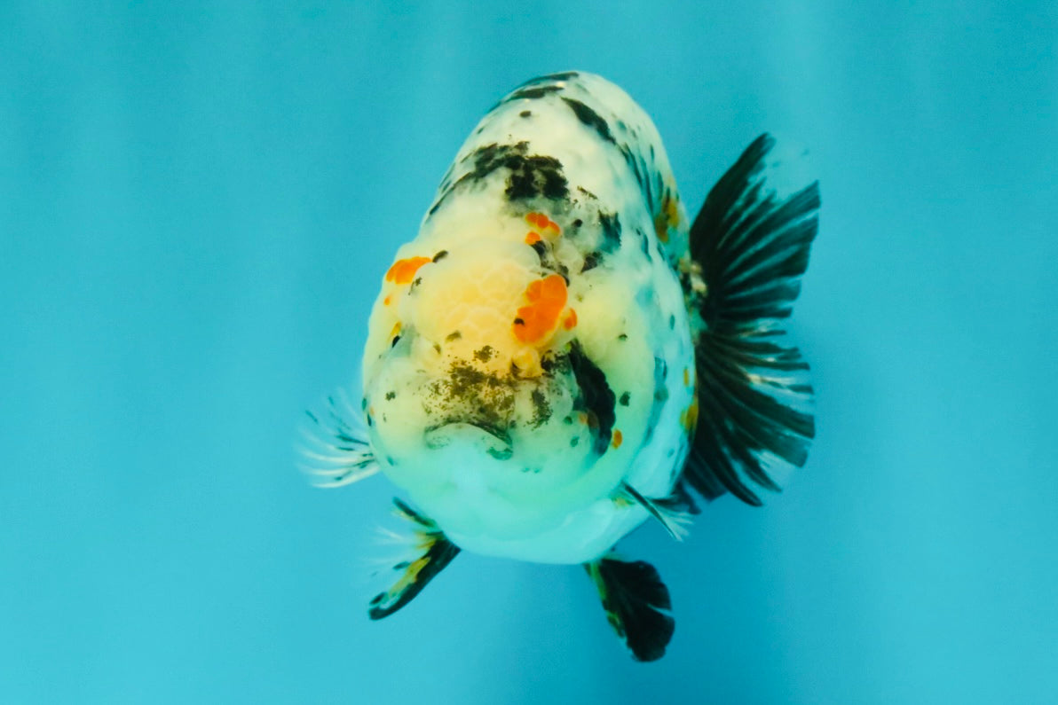 A Grade Tricolor Tiger Ranchu Female 4 inches #061926RC_11