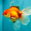 A Grade Red White Oranda Male 6-6.5 inches #100926OR_25