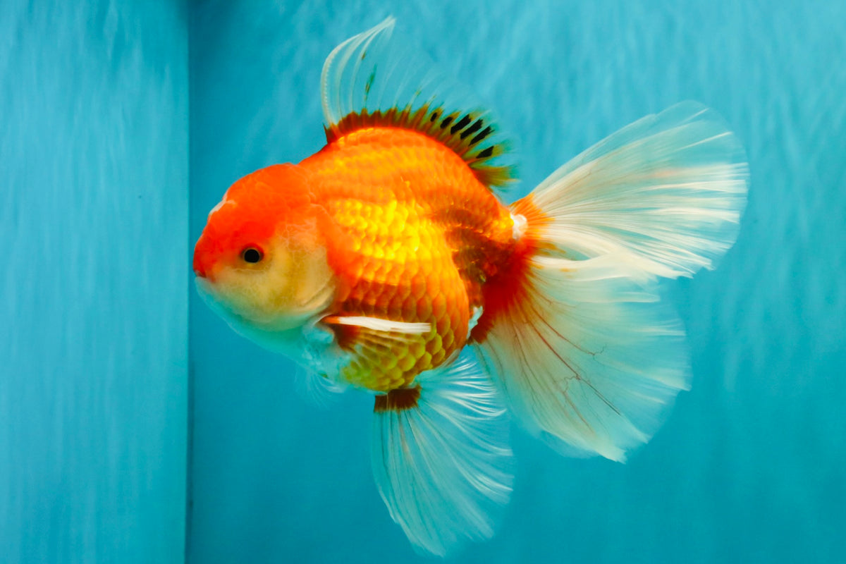 A Grade Red White Oranda Male 6-6.5 inches #100926OR_25