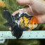 A Grade Tricolor Black Nose Oranda Male 5 inches #111524OR_22