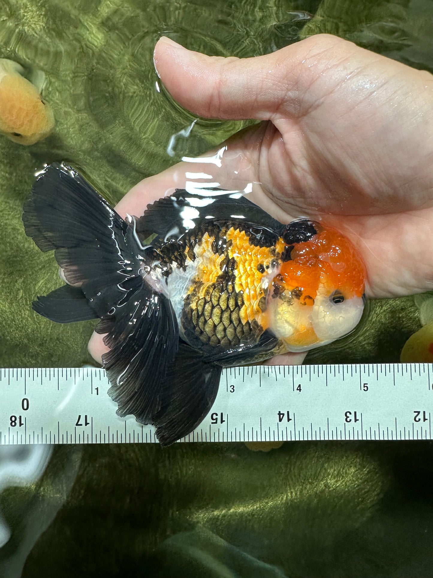 A Grade Tricolor Black Nose Oranda Male 5 inches #111524OR_22