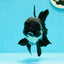 Panda Oranda hembra de cola negra completa, grado A, ÚNICO, 5-5,5 pulgadas, n.° 0531OR_13