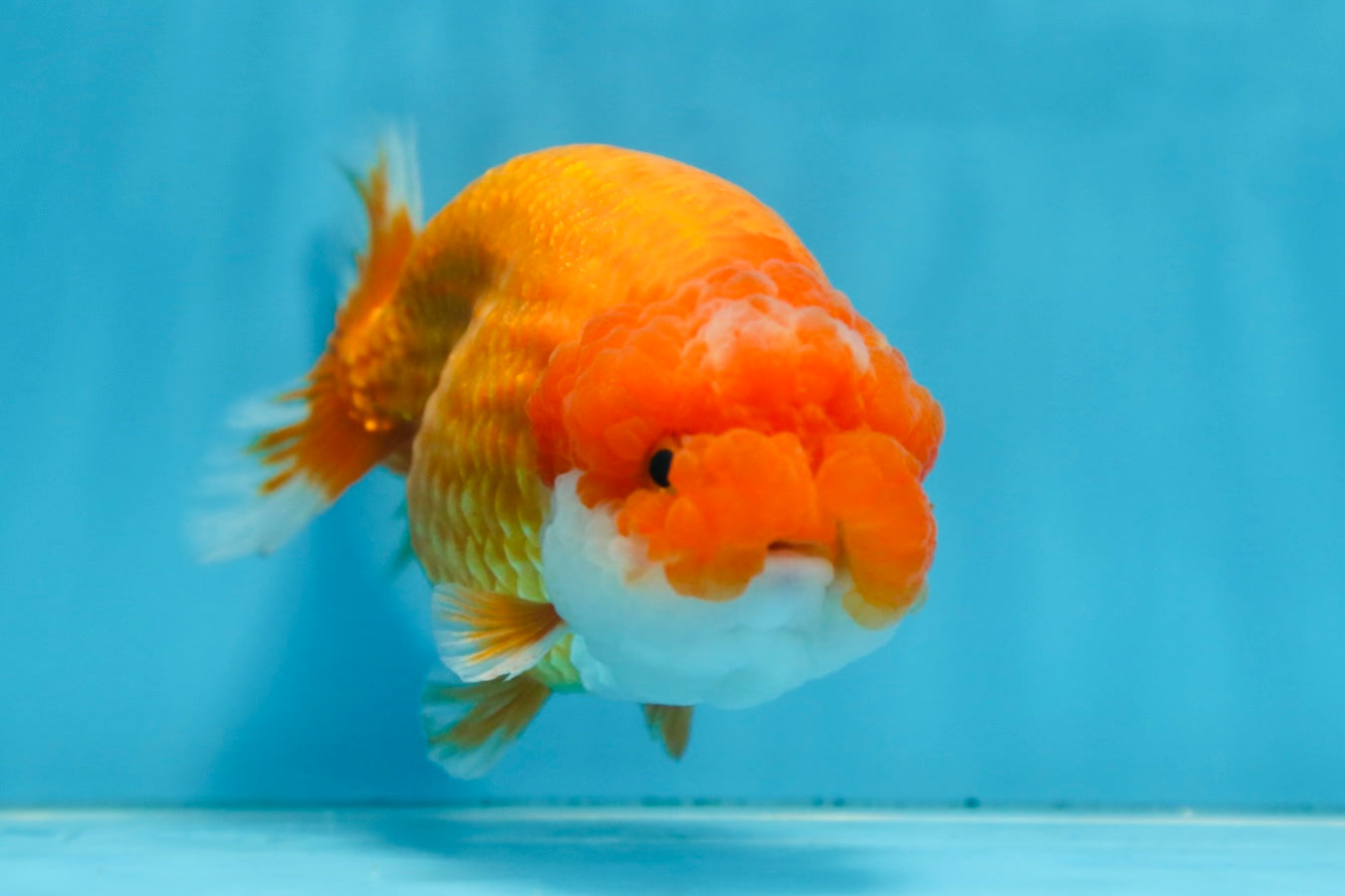 CHUBBY Red White Lionchu Female 5 inches #091225LC_04