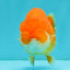 SUPER CUTE A Grade Red White LionQueen 4-4.5 inches #081426LC_16