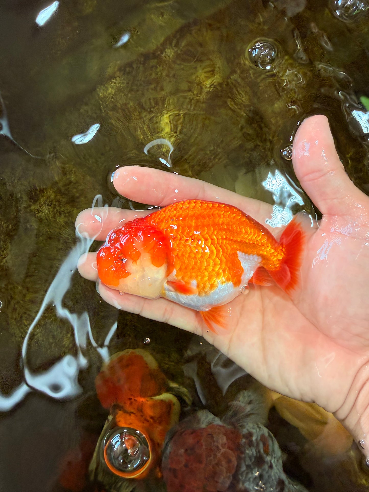 A Grade Red White LionQueen 4-4.5 inches #102425LC_17