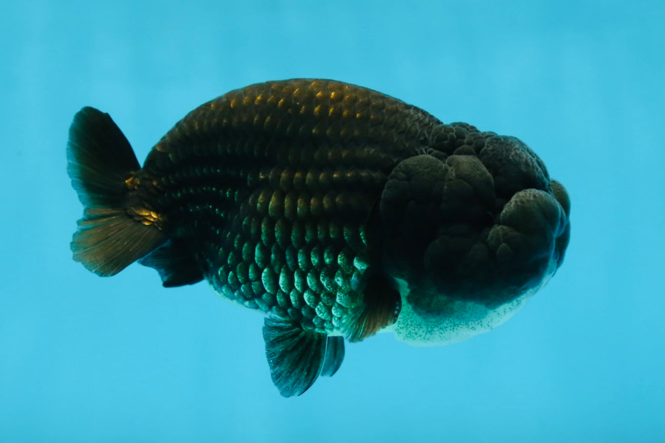 A Grade BIG WEN Black LionKing 4-4.5 inches #062025LC_09