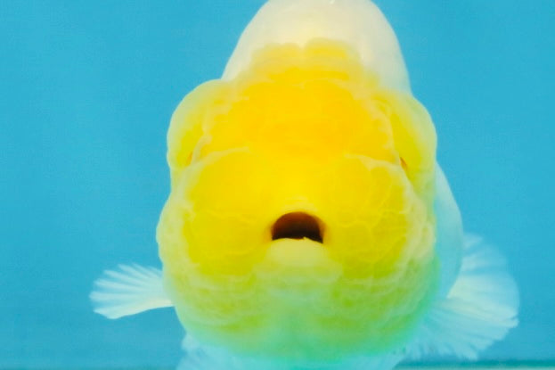 White Lionchu Female 3.5-4 inches #121225LC_14