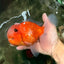 A Grade Jade Head Sakura Oranda Male 6-6.5 inches #082826OR_01