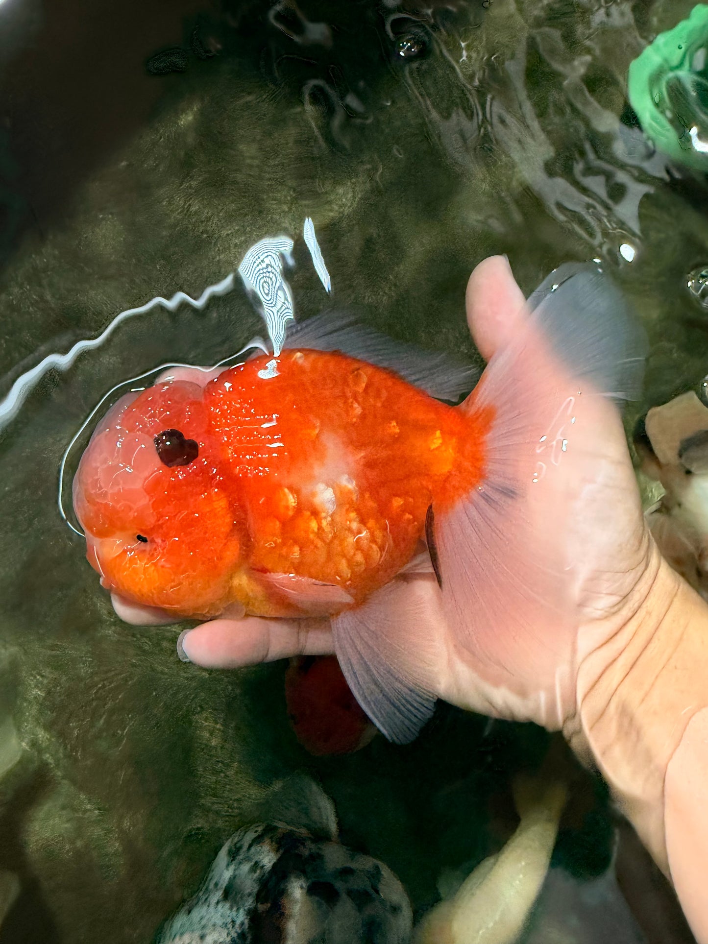 A Grade Jade Head Sakura Oranda Male 6-6.5 inches #082826OR_01