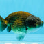 Black Copper Ranchu Female 3.5-4 inches #0726RC_31