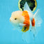LOVELY A Grade Sakura Oranda Female 5.5 inches #102425OR_23