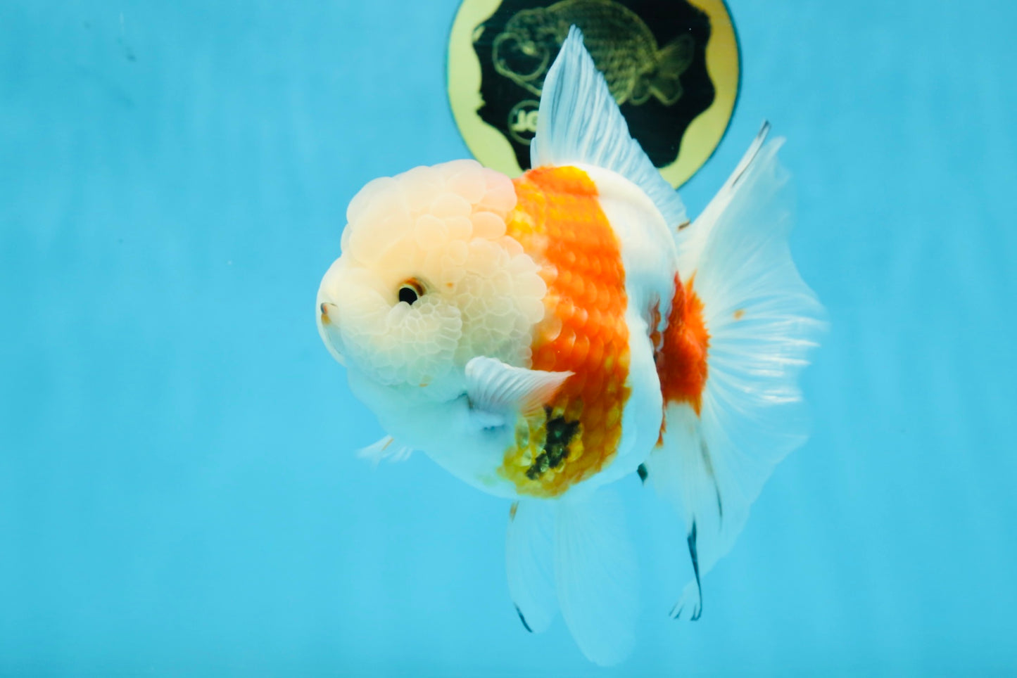 LOVELY A Grade Sakura Oranda Female 5.5 inches #102425OR_23
