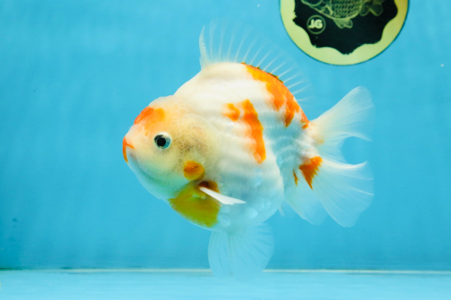 AAA Grade Godzilla Sakura Yuanbao Male 5-5.5 inches #112825YB_18