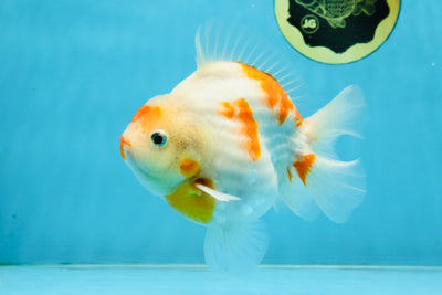 AAA Grade Godzilla Sakura Yuanbao Male 5-5.5 inches #112825YB_18