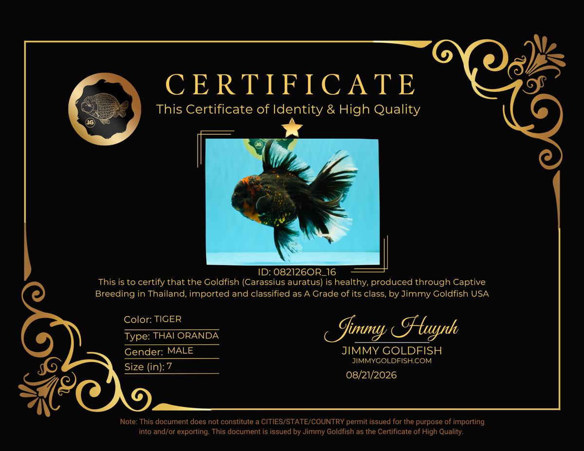 CHONKY A Grade Tiger Oranda Male 7 inches #082126OR_16