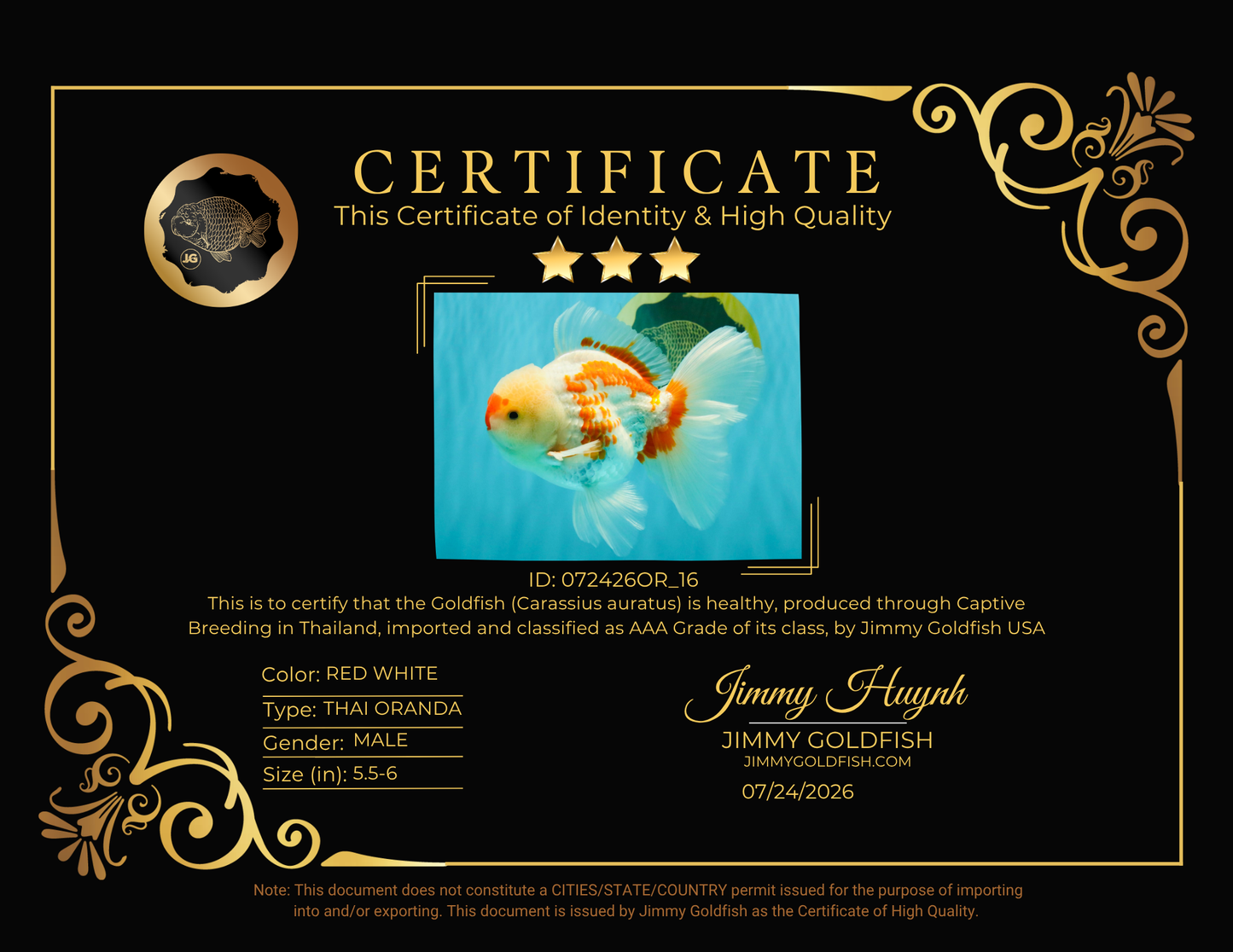 AAA Grade Red White Oranda Male 5.5-6 inches #072426OR_16