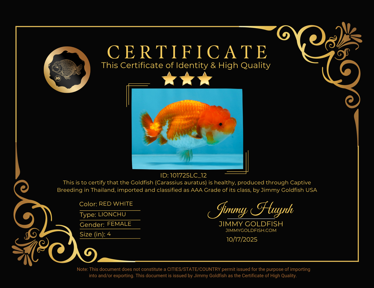 SUPER CUTE AAA Grade Red White LionQueen 4 inches #101725LC_12