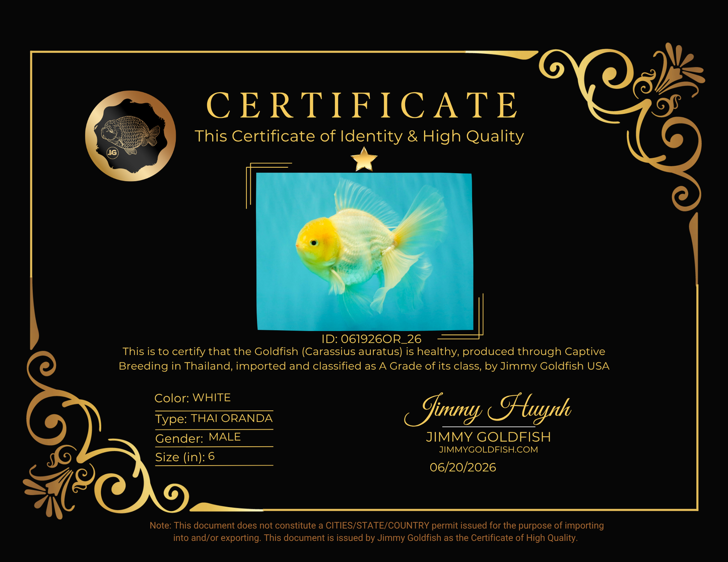 A Grade White Oranda Male 6 inches #061926OR_26