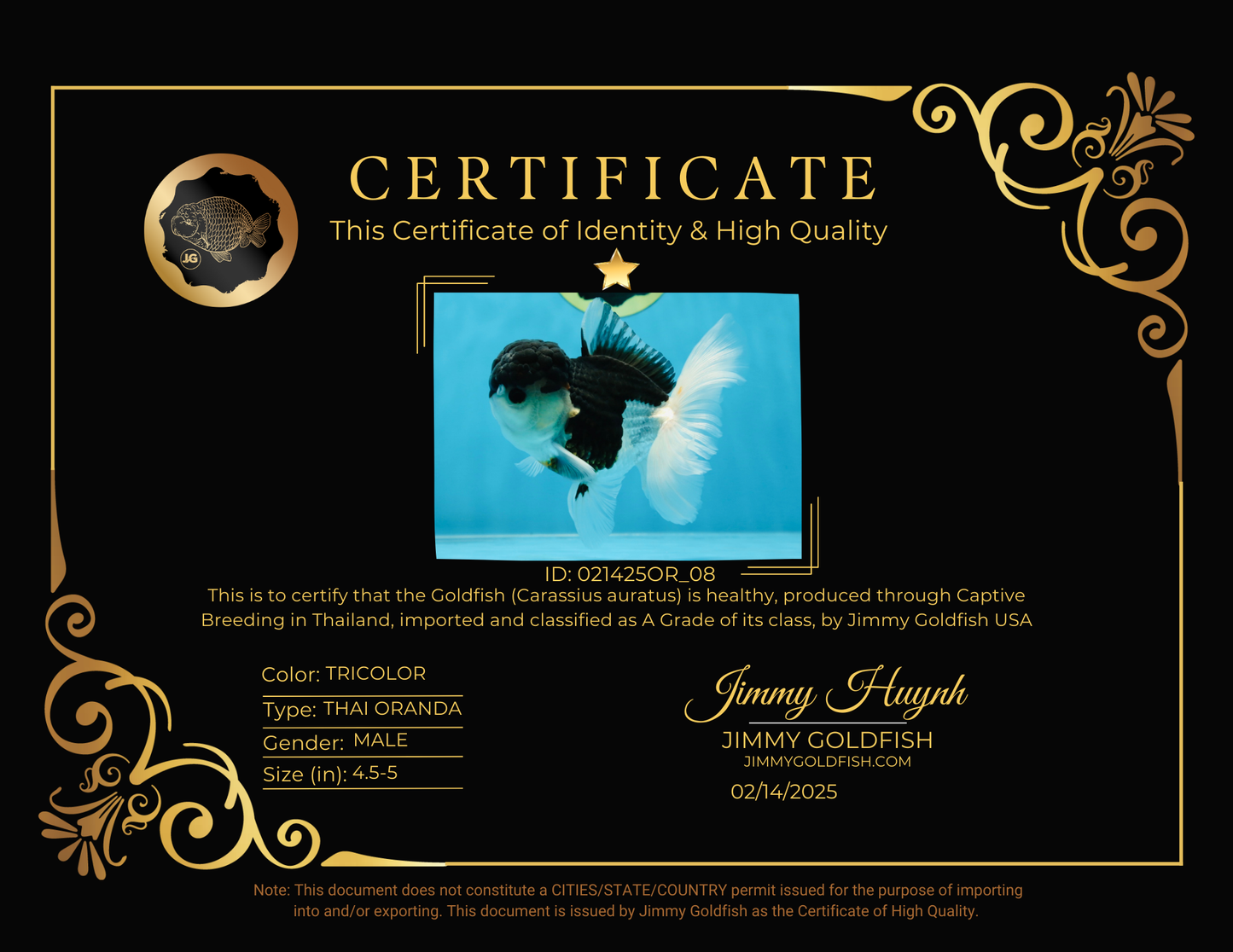 A Grade Tricolor Oranda Male 4.5-5 inches #021425OR_08