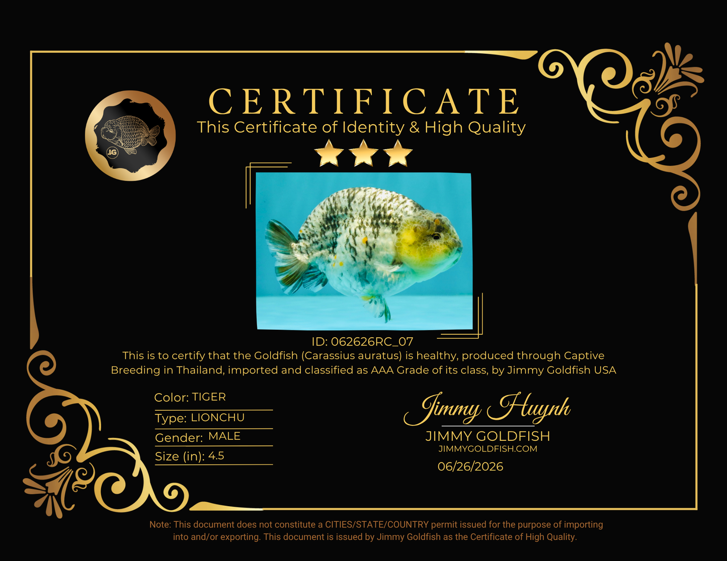 AAA Grade Special White Tiger Ranchu Male 4.5 inches #062626RC_07