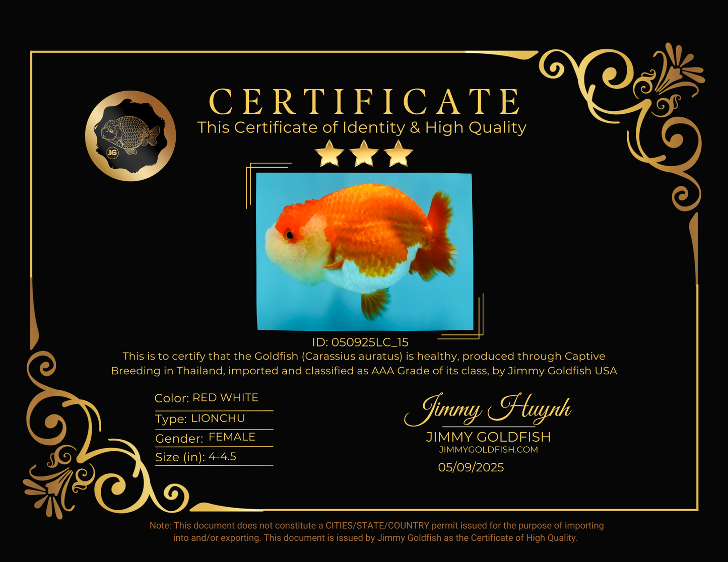 AAA Grade Peekaboo Red White LionQueen 4-4.5 inches #050925LC_15