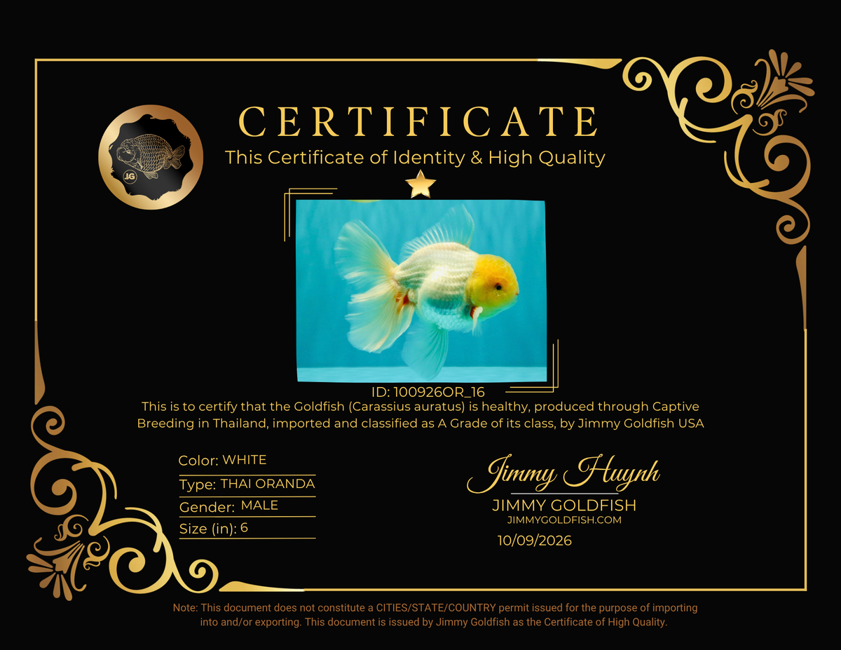 A Grade White Oranda Male 6 inches #100926OR_16