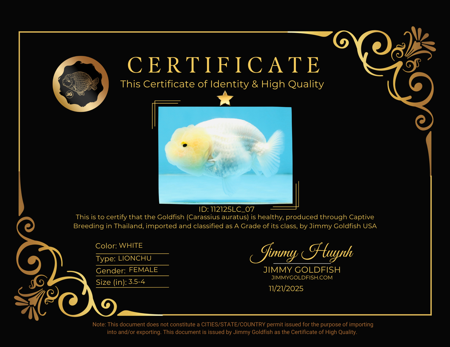 A Grade White LionQueen 3.5-4 inches #112125LC_07