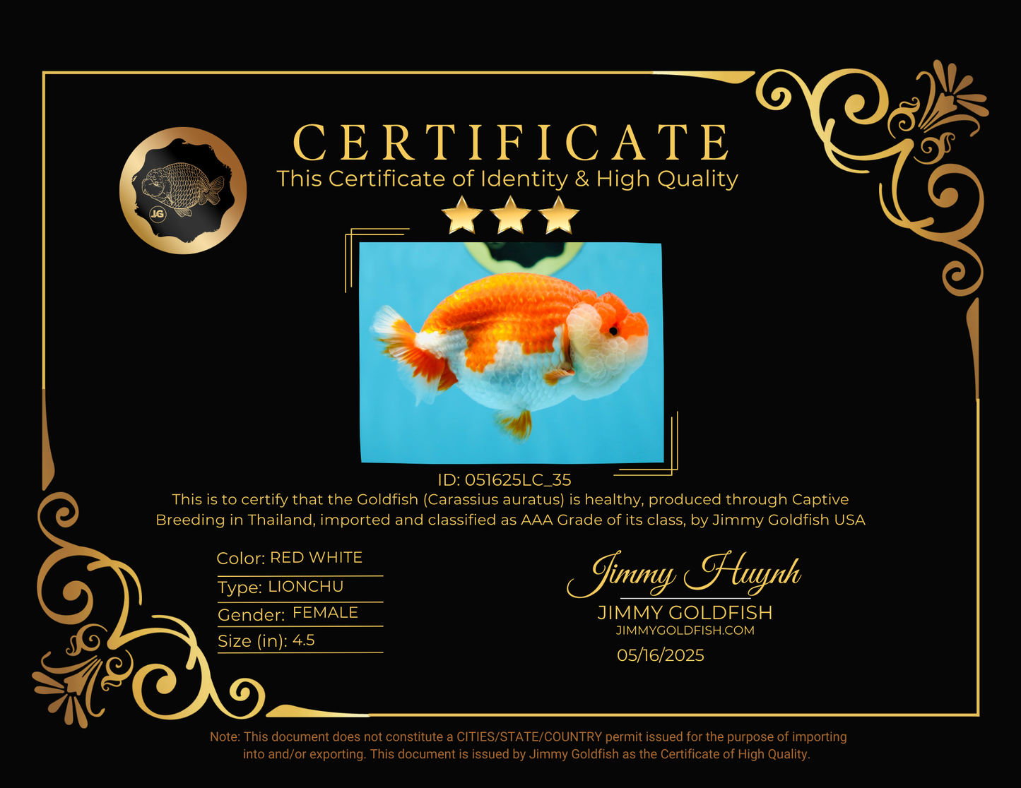 AAA Grade SUPER Red White LionQueen 4.5 inches #051625LC_35