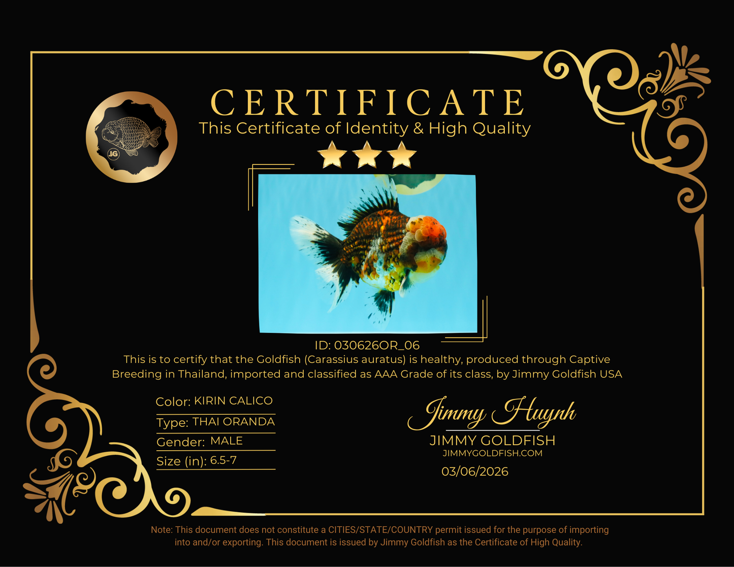 GIANT SUPER AAA Grade Godzilla Kirin Calico Oranda Male 6.5-7 inches #030626OR_06