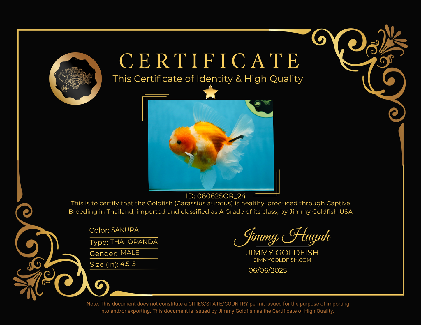 A Grade Sakura Oranda Male 4.5-5 inches #060625OR_24